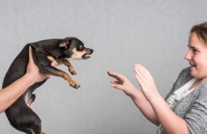 aggressive pinscher dog threatens to bite