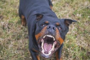 angry Rottweiler