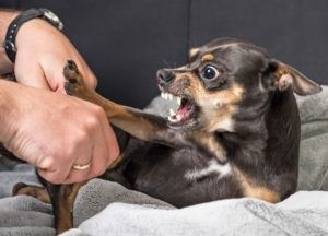 dog-biting-mans-hand