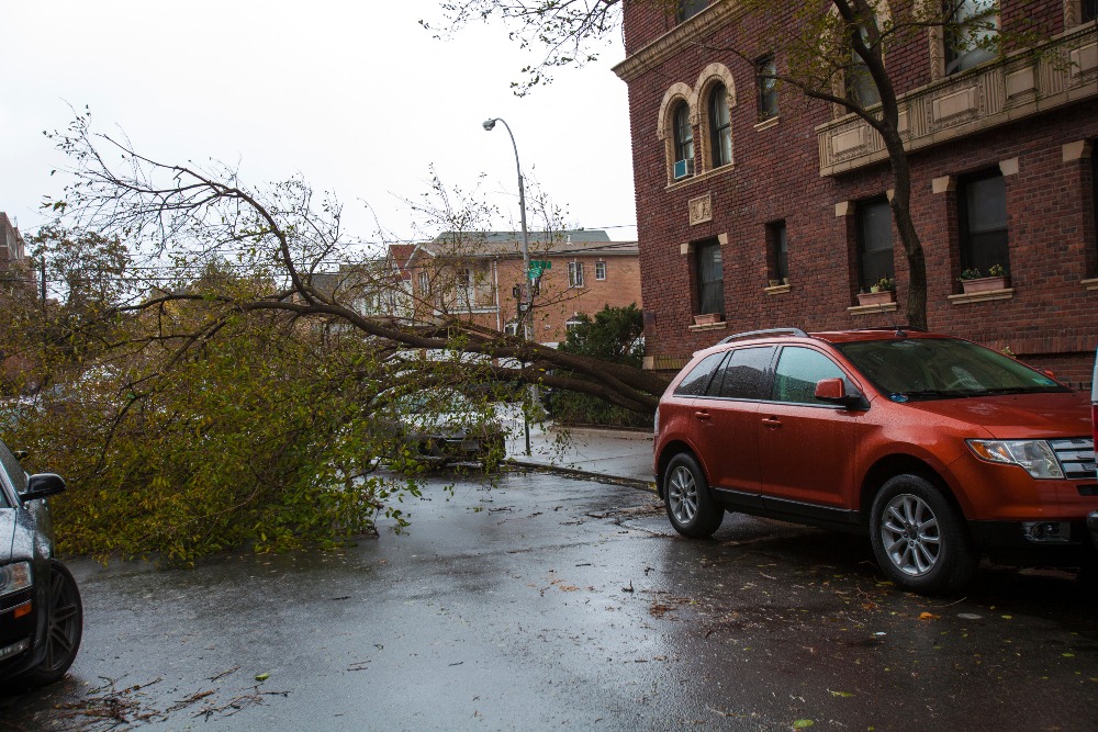 Car next to fallen tree in Jackson Heights; Avoiding an accident.