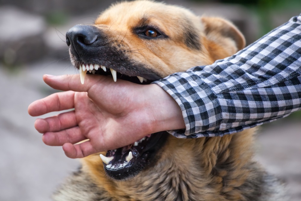 Long Island Dog Bite Lawyer